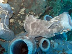 Unterwasserfotos Tauchbilder Tauchen Moalboal / Cebu / Philippinen