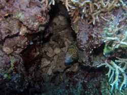 Unterwasserfotos Tauchbilder Tauchen Moalboal / Cebu / Philippinen
