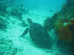 Unterwasserfotos Tauchbilder Tauchen Moalboal / Cebu / Philippinen