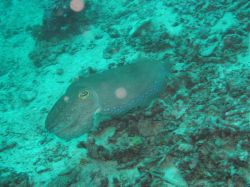 Unterwasserfotos Tauchbilder Tauchen Moalboal / Cebu / Philippinen