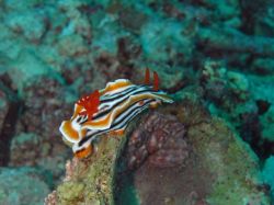 Unterwasserfotos Tauchbilder Tauchen Moalboal / Cebu / Philippinen