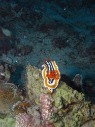 Unterwasserfotos Tauchbilder Tauchen Moalboal / Cebu / Philippinen