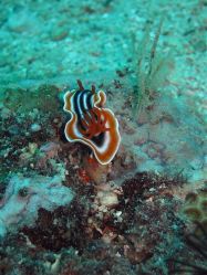 Unterwasserfotos Tauchbilder Tauchen Moalboal / Cebu / Philippinen