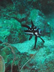 Unterwasserfotos Tauchbilder Tauchen Moalboal / Cebu / Philippinen