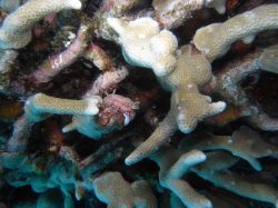 Unterwasserfotos Tauchbilder Tauchen Moalboal / Cebu / Philippinen
