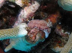 Unterwasserfotos Tauchbilder Tauchen Moalboal / Cebu / Philippinen