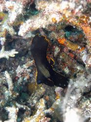 Unterwasserfotos Tauchbilder Tauchen Moalboal / Cebu / Philippinen