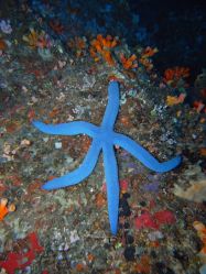 Unterwasserfotos Tauchbilder Tauchen Moalboal / Cebu / Philippinen