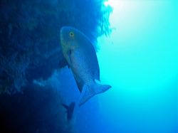 Unterwasserfotos Tauchbilder Tauchen Moalboal / Cebu / Philippinen