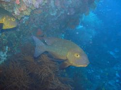 Unterwasserfotos Tauchbilder Tauchen Moalboal / Cebu / Philippinen