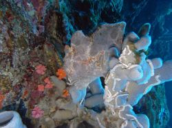 Unterwasserfotos Tauchbilder Tauchen Moalboal / Cebu / Philippinen