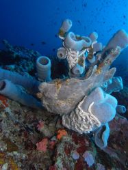 Unterwasserfotos Tauchbilder Tauchen Moalboal / Cebu / Philippinen