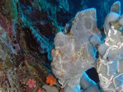Unterwasserfotos Tauchbilder Tauchen Moalboal / Cebu / Philippinen