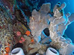 Unterwasserfotos Tauchbilder Tauchen Moalboal / Cebu / Philippinen
