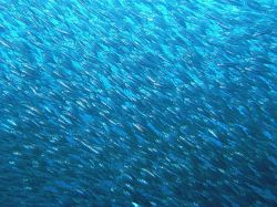 Unterwasserfotos Tauchbilder Tauchen Moalboal / Cebu / Philippinen