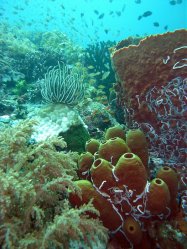 Unterwasserfotos Tauchbilder Tauchen Pescador Island Moalboal / Cebu / Philippinen