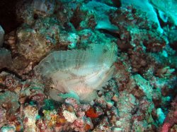Unterwasserfotos Tauchbilder Tauchen Pescador Island Moalboal / Cebu / Philippinen