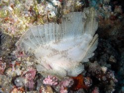 Unterwasserfotos Tauchbilder Tauchen Pescador Island Moalboal / Cebu / Philippinen