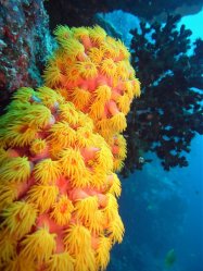 Unterwasserfotos Tauchbilder Tauchen Pescador Island Moalboal / Cebu / Philippinen