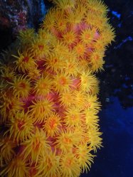 Unterwasserfotos Tauchbilder Tauchen Pescador Island Moalboal / Cebu / Philippinen