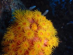 Unterwasserfotos Tauchbilder Tauchen Pescador Island Moalboal / Cebu / Philippinen