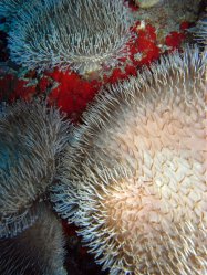 Unterwasserfotos Tauchbilder Tauchen Pescador Island Moalboal / Cebu / Philippinen