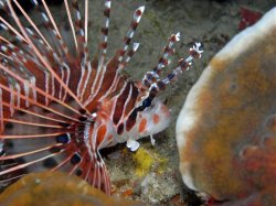 Unterwasserfotos Tauchbilder Tauchen Pescador Island Moalboal / Cebu / Philippinen