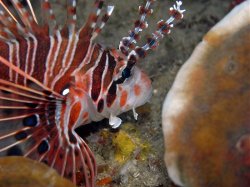 Unterwasserfotos Tauchbilder Tauchen Pescador Island Moalboal / Cebu / Philippinen