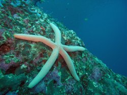 Unterwasserfotos Tauchbilder Tauchen Pescador Island Moalboal / Cebu / Philippinen