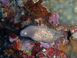 Unterwasserfotos Tauchbilder Tauchen Pescador Island Moalboal / Cebu / Philippinen