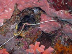 Unterwasserfotos Tauchbilder Tauchen Pescador Island Moalboal / Cebu / Philippinen