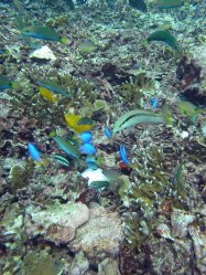 Unterwasserfotos Tauchbilder Tauchen Pescador Island Moalboal / Cebu / Philippinen