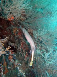 Unterwasserfotos Tauchbilder Tauchen Pescador Island Moalboal / Cebu / Philippinen