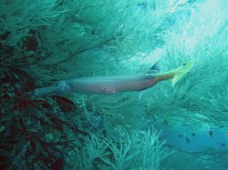 Unterwasserfotos Tauchbilder Tauchen Pescador Island Moalboal / Cebu / Philippinen