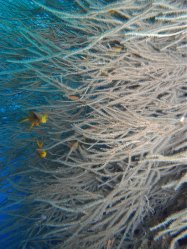 Unterwasserfotos Tauchbilder Tauchen Pescador Island Moalboal / Cebu / Philippinen