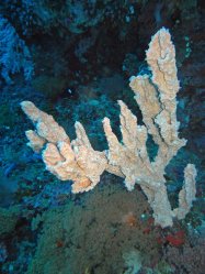 Unterwasserfotos Tauchbilder Tauchen Pescador Island Moalboal / Cebu / Philippinen