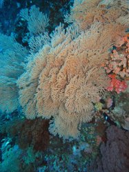 Unterwasserfotos Tauchbilder Tauchen Pescador Island Moalboal / Cebu / Philippinen