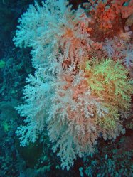 Unterwasserfotos Tauchbilder Tauchen Pescador Island Moalboal / Cebu / Philippinen