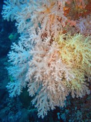 Unterwasserfotos Tauchbilder Tauchen Pescador Island Moalboal / Cebu / Philippinen