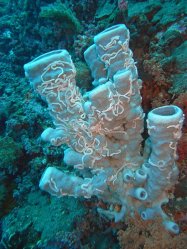 Unterwasserfotos Tauchbilder Tauchen Pescador Island Moalboal / Cebu / Philippinen