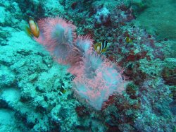 Unterwasserfotos Tauchbilder Tauchen Pescador Island Moalboal / Cebu / Philippinen