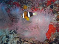 Unterwasserfotos Tauchbilder Tauchen Pescador Island Moalboal / Cebu / Philippinen