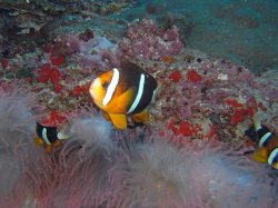 Unterwasserfotos Tauchbilder Tauchen Pescador Island Moalboal / Cebu / Philippinen