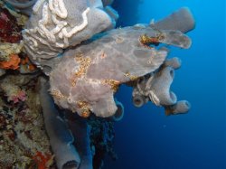 Unterwasserfotos Tauchbilder Tauchen Pescador Island Moalboal / Cebu / Philippinen
