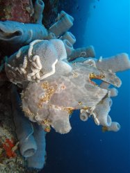 Unterwasserfotos Tauchbilder Tauchen Pescador Island Moalboal / Cebu / Philippinen