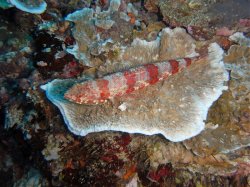 Unterwasserfotos Tauchbilder Tauchen Pescador Island Moalboal / Cebu / Philippinen