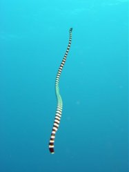 Unterwasserfotos Tauchbilder Tauchen Pescador Island Moalboal / Cebu / Philippinen