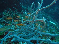 Unterwasserfotos Tauchbilder Tauchen Pescador Island Moalboal / Cebu / Philippinen