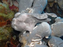Unterwasserfotos Tauchbilder Tauchen Pescador Island Moalboal / Cebu / Philippinen