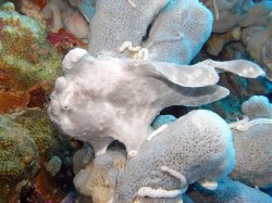 Unterwasserfotos Tauchbilder Tauchen Pescador Island Moalboal / Cebu / Philippinen